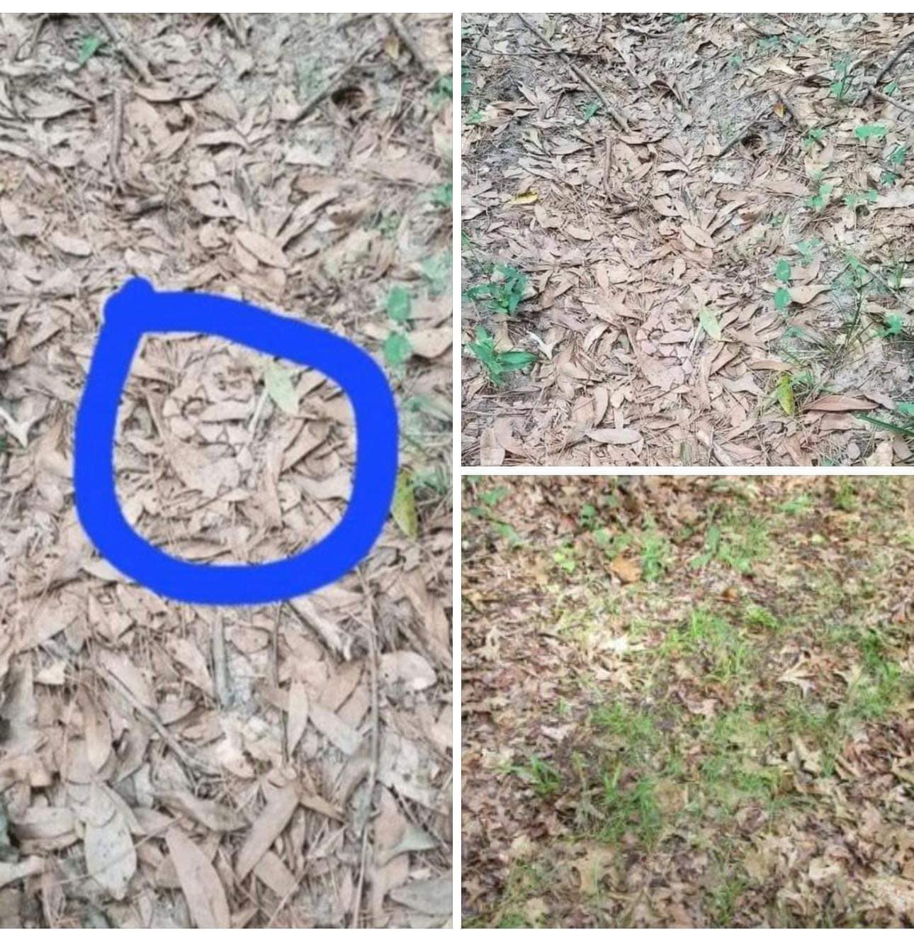 If you see leaves that look like this while out walking, you had better know what it could mean